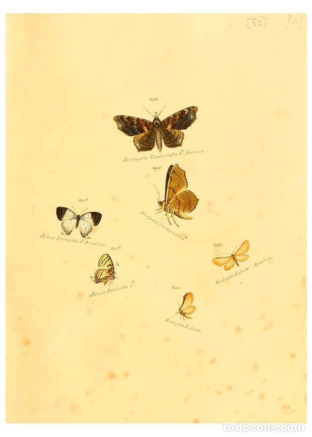 Colecionismo de Revistas e Jornais: Reproducci&oacute;n/Reproduction 6106337318: Zutr&auml;ge zur Sammlung exotischer Schmettlinge [sic] atlas Augsb