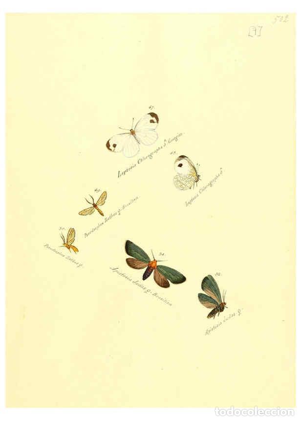 Colecionismo de Revistas e Jornais: Reproducci&oacute;n/Reproduction 6105780795: Zutr&auml;ge zur Sammlung exotischer Schmettlinge [sic] atlas Augsb