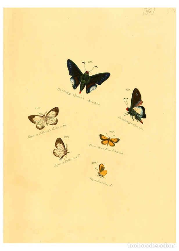 Colecionismo de Revistas e Jornais: Reproducci&oacute;n/Reproduction 6105791879: Zutr&auml;ge zur Sammlung exotischer Schmettlinge [sic] atlas Augsb