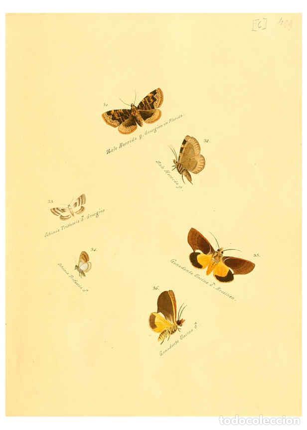 Colecionismo de Revistas e Jornais: Reproducci&oacute;n/Reproduction 6105780061: Zutr&auml;ge zur Sammlung exotischer Schmettlinge [sic] atlas Augsb