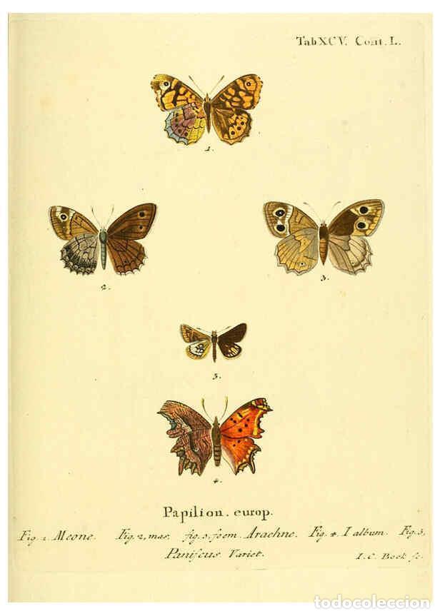 Colecionismo de Revistas e Jornais: Reproducci&oacute;n/Reproduction 6102777073: Die Schmetterlinge in Abbildungen nach der Natur. v.1 plates.