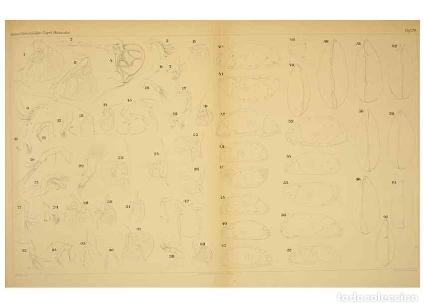 Colecionismo de Revistas e Jornais: Reproducci&oacute;n/Reproduction 7448770748: Die ostracoden des golfes von Neapel und der angrenzenden meer