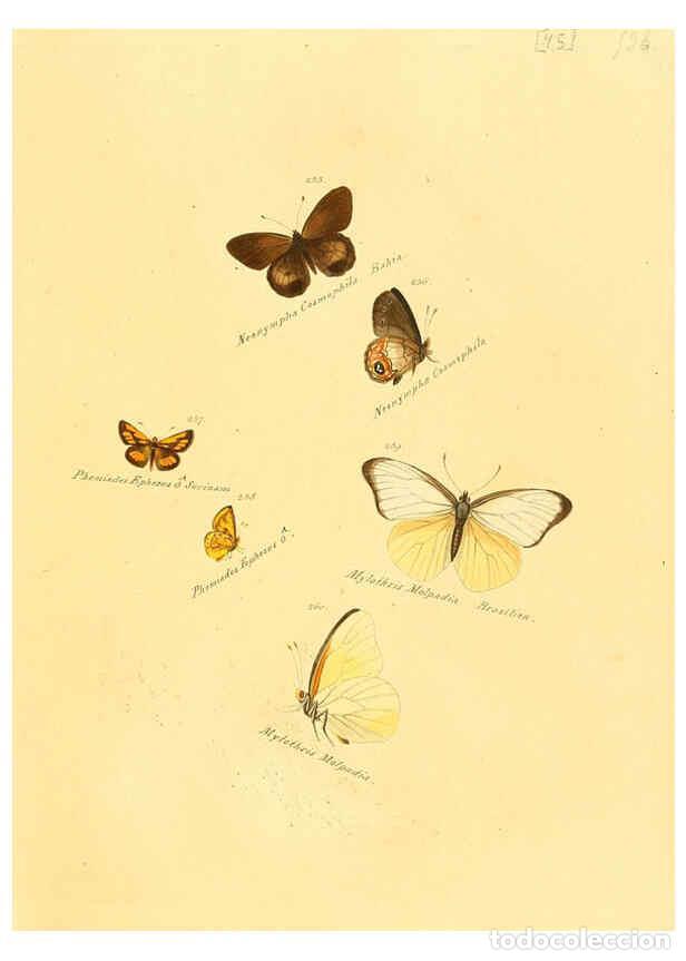 Colecionismo de Revistas e Jornais: Reproducci&oacute;n/Reproduction 6105791179: Zutr&auml;ge zur Sammlung exotischer Schmettlinge [sic] atlas Augsb