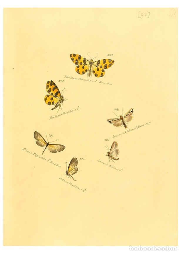 Colecionismo de Revistas e Jornais: Reproducci&oacute;n/Reproduction 6105794911: Zutr&auml;ge zur Sammlung exotischer Schmettlinge [sic] atlas Augsb