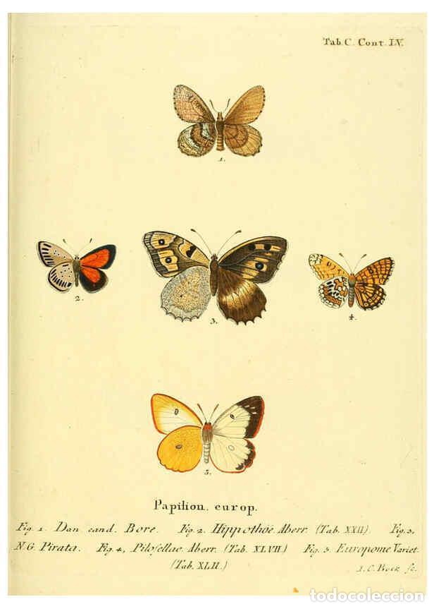 Colecionismo de Revistas e Jornais: Reproducci&oacute;n/Reproduction 6103324230: Die Schmetterlinge in Abbildungen nach der Natur. v.1 plates.
