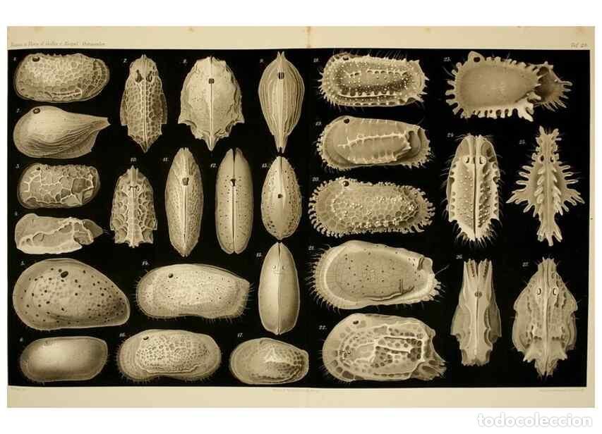 Colecionismo de Revistas e Jornais: Reproducci&oacute;n/Reproduction 7448777006: Die ostracoden des golfes von Neapel und der angrenzenden meer