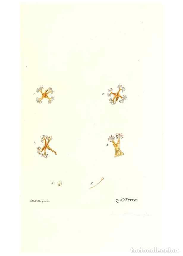 Colecionismo de Revistas e Jornais: Reproducci&oacute;n/Reproduction 7495514188: Zoologia danica, sev Animalivm Daniae et Norvegiae rariorvm ac