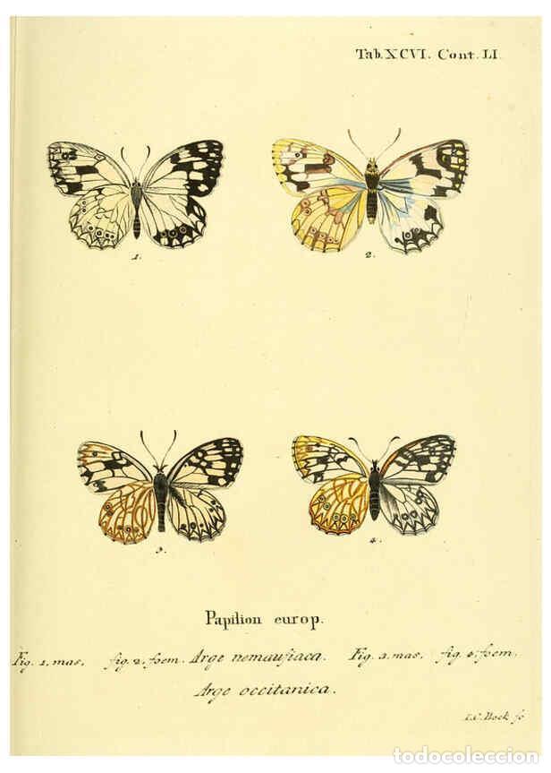 Colecionismo de Revistas e Jornais: Reproducci&oacute;n/Reproduction 6103323124: Die Schmetterlinge in Abbildungen nach der Natur. v.1 plates.