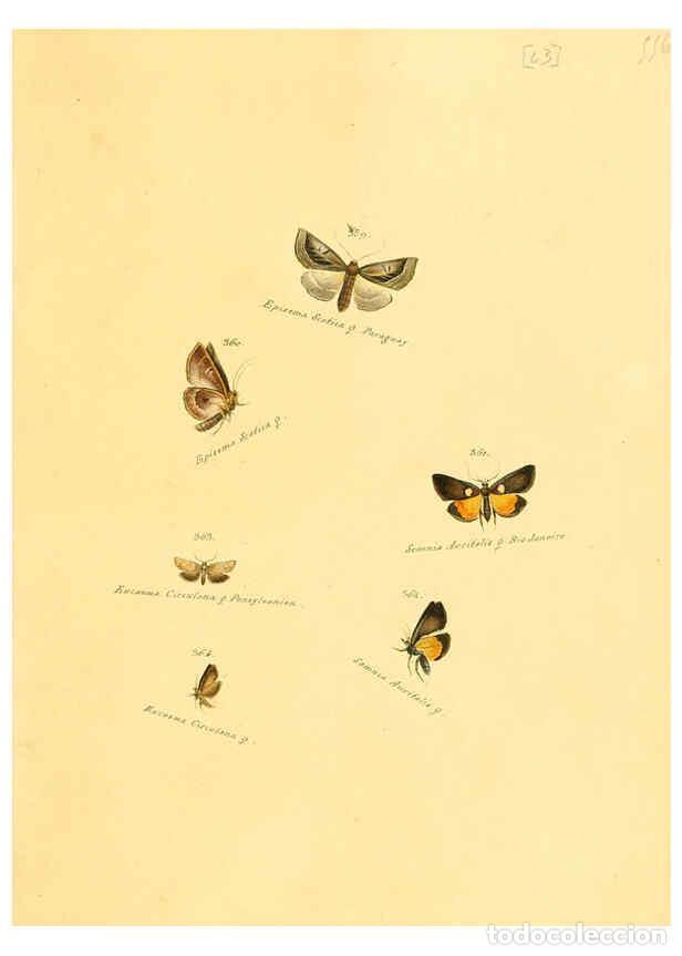 Colecionismo de Revistas e Jornais: Reproducci&oacute;n/Reproduction 6105892625: Zutr&auml;ge zur Sammlung exotischer Schmettlinge [sic] atlas Augsb