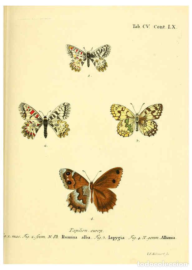 Sammeln von Zeitschriften und Zeitungen: Reproducci&oacute;n/Reproduction 6103325480: Die Schmetterlinge in Abbildungen nach der Natur. v.1 plates.