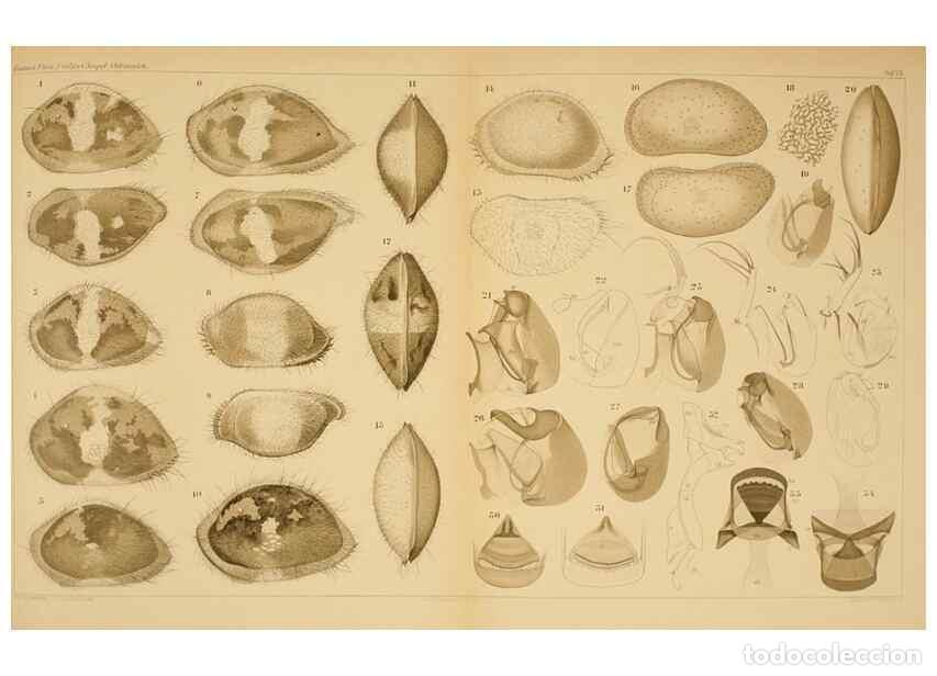 Sammeln von Zeitschriften und Zeitungen: Reproducci&oacute;n/Reproduction 7448758226: Die ostracoden des golfes von Neapel und der angrenzenden meer
