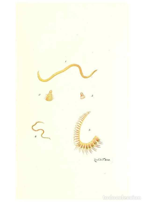 Sammeln von Zeitschriften und Zeitungen: Reproducci&oacute;n/Reproduction 7495490306: Zoologia danica, sev Animalivm Daniae et Norvegiae rariorvm ac