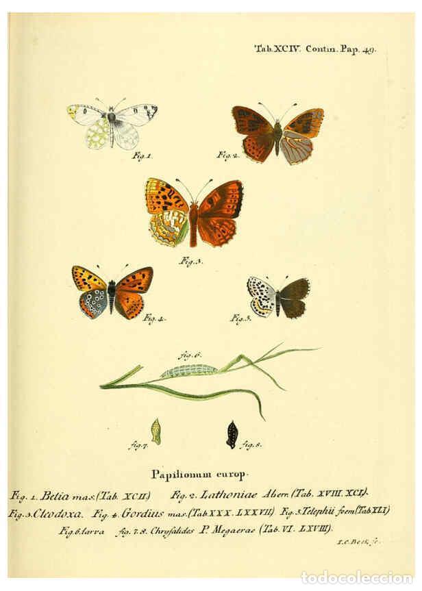 Sammeln von Zeitschriften und Zeitungen: Reproducci&oacute;n/Reproduction 6102776763: Die Schmetterlinge in Abbildungen nach der Natur. v.1 plates.