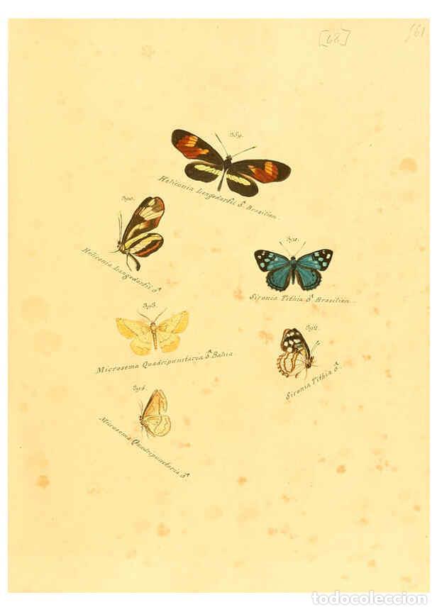 Sammeln von Zeitschriften und Zeitungen: Reproducci&oacute;n/Reproduction 6105893933: Zutr&auml;ge zur Sammlung exotischer Schmettlinge [sic] atlas Augsb