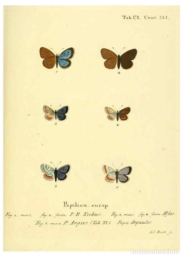 Sammeln von Zeitschriften und Zeitungen: Reproducci&oacute;n/Reproduction 6103324548: Die Schmetterlinge in Abbildungen nach der Natur. v.1 plates.
