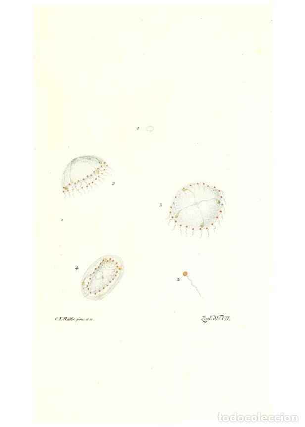 Sammeln von Zeitschriften und Zeitungen: Reproducci&oacute;n/Reproduction 7495470514: Zoologia danica, sev Animalivm Daniae et Norvegiae rariorvm ac