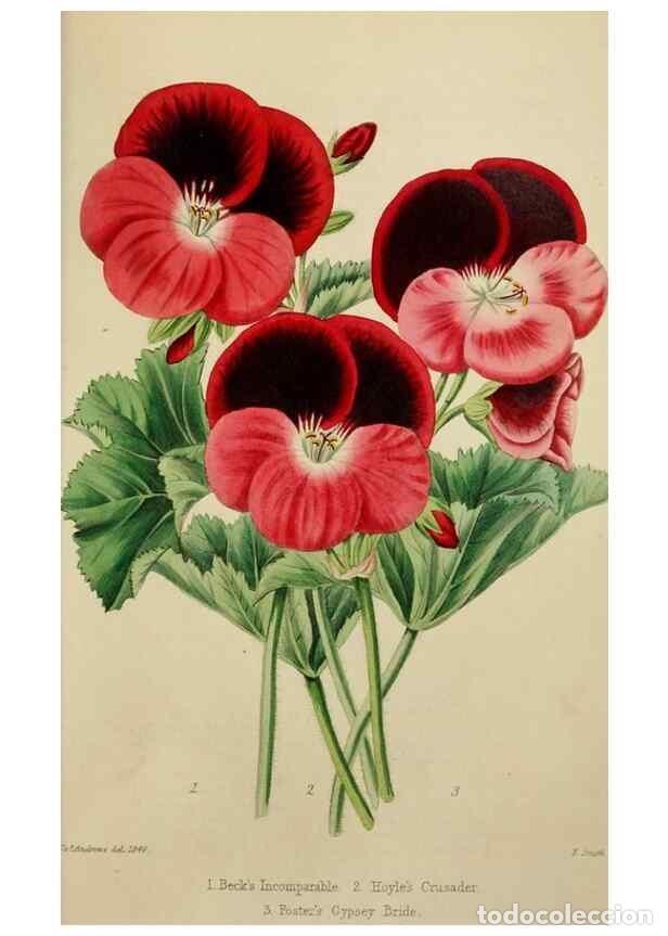 Sammeln von Zeitschriften und Zeitungen: Reproducci&oacute;n/Reproduction 7447375612: The florist and garden miscellany.. London :Chapman and Hall,1