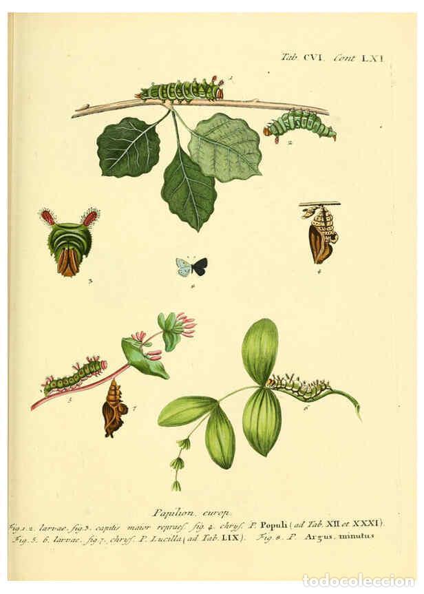 Sammeln von Zeitschriften und Zeitungen: Reproducci&oacute;n/Reproduction 6102779953: Die Schmetterlinge in Abbildungen nach der Natur. v.1 plates.