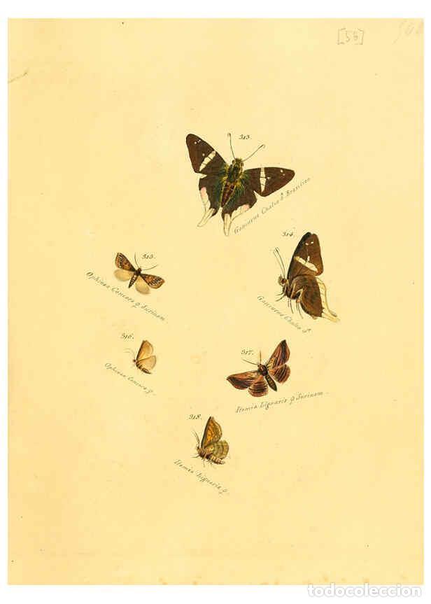 Sammeln von Zeitschriften und Zeitungen: Reproducci&oacute;n/Reproduction 6105793845: Zutr&auml;ge zur Sammlung exotischer Schmettlinge [sic] atlas Augsb