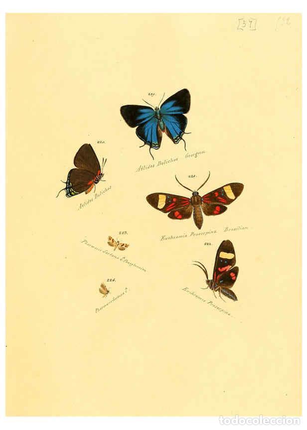 Sammeln von Zeitschriften und Zeitungen: Reproducci&oacute;n/Reproduction 6106333624: Zutr&auml;ge zur Sammlung exotischer Schmettlinge [sic] atlas Augsb