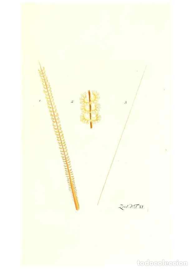 Sammeln von Zeitschriften und Zeitungen: Reproducci&oacute;n/Reproduction 7495477606: Zoologia danica, sev Animalivm Daniae et Norvegiae rariorvm ac