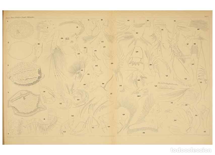 Sammeln von Zeitschriften und Zeitungen: Reproducci&oacute;n/Reproduction 7448746074: Die ostracoden des golfes von Neapel und der angrenzenden meer