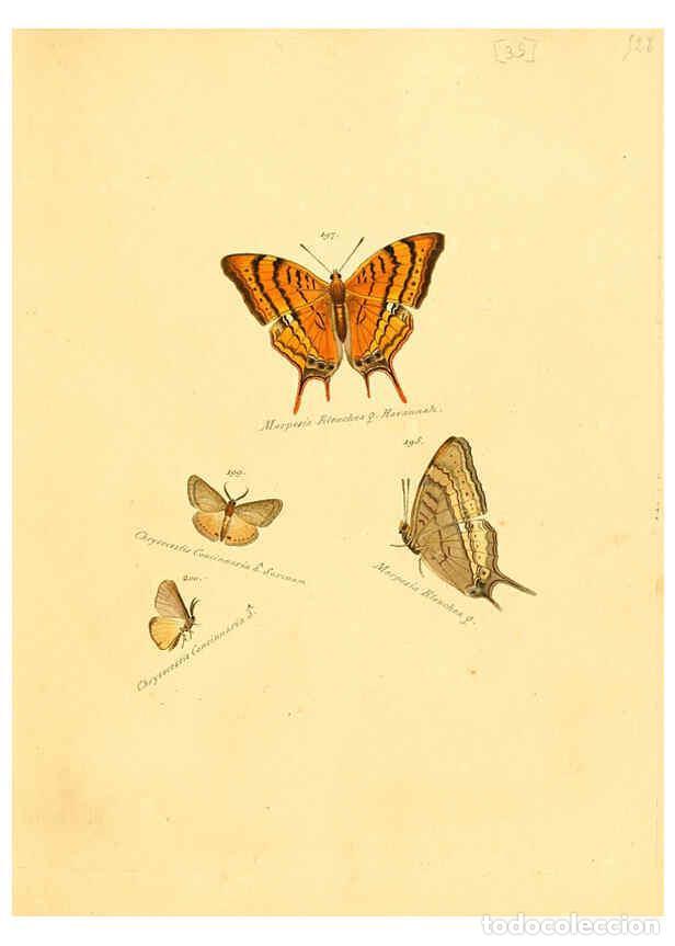 Sammeln von Zeitschriften und Zeitungen: Reproducci&oacute;n/Reproduction 6105788287: Zutr&auml;ge zur Sammlung exotischer Schmettlinge [sic] atlas Augsb