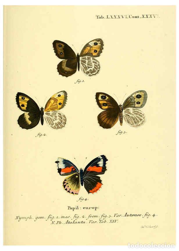 Sammeln von Zeitschriften und Zeitungen: Reproducci&oacute;n/Reproduction 6102774401: Die Schmetterlinge in Abbildungen nach der Natur. v.1 plates.