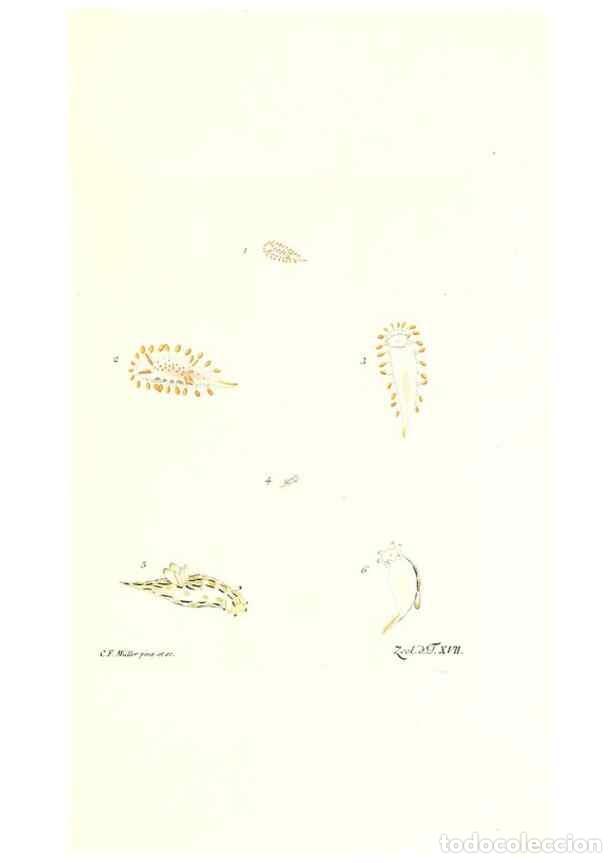 Sammeln von Zeitschriften und Zeitungen: Reproducci&oacute;n/Reproduction 7495485454: Zoologia danica, sev Animalivm Daniae et Norvegiae rariorvm ac