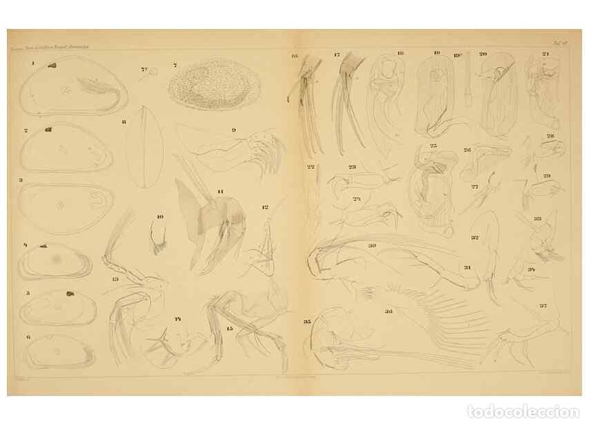 Sammeln von Zeitschriften und Zeitungen: Reproducci&oacute;n/Reproduction 7448753614: Die ostracoden des golfes von Neapel und der angrenzenden meer