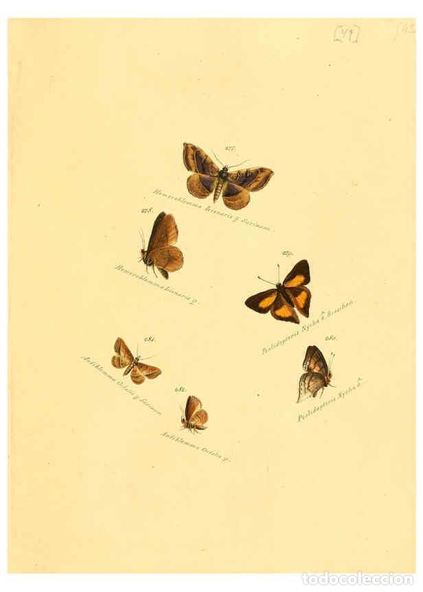 Sammeln von Zeitschriften und Zeitungen: Reproducci&oacute;n/Reproduction 6106336664: Zutr&auml;ge zur Sammlung exotischer Schmettlinge [sic] atlas Augsb