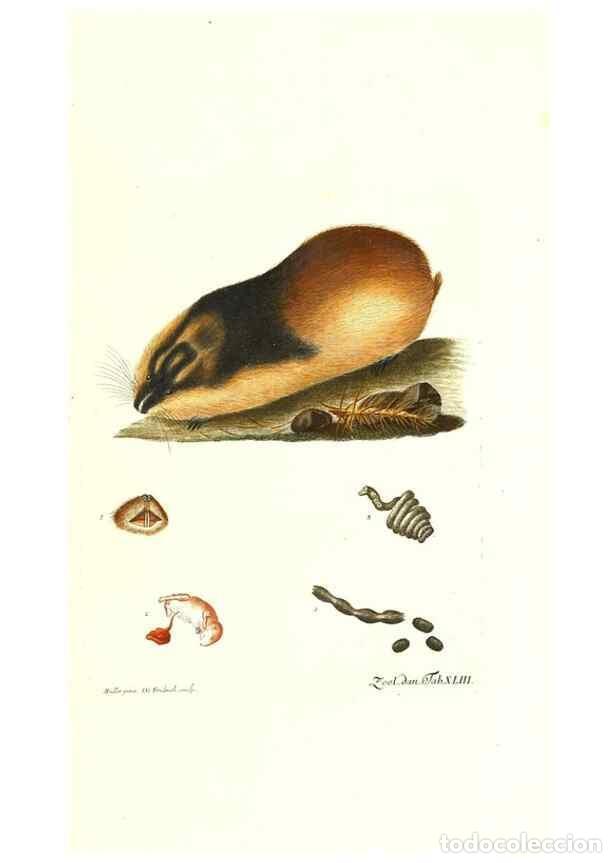Sammeln von Zeitschriften und Zeitungen: Reproducci&oacute;n/Reproduction 7495520984: Zoologia danica, sev Animalivm Daniae et Norvegiae rariorvm ac