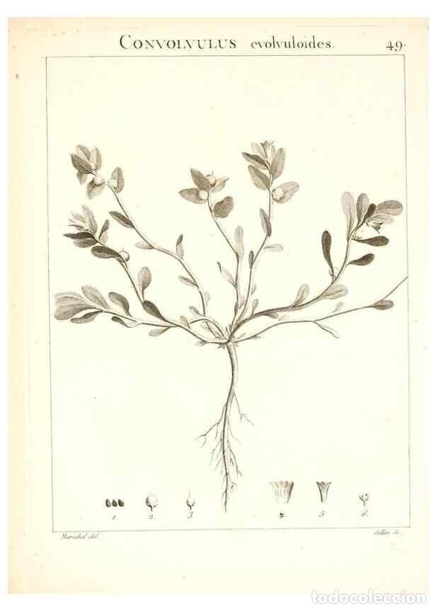 Sammeln von Zeitschriften und Zeitungen: Reproducci&oacute;n/Reproduction 7455966782: Flora Atlantica, sive, Historia plantarum quae in Atlante, agr