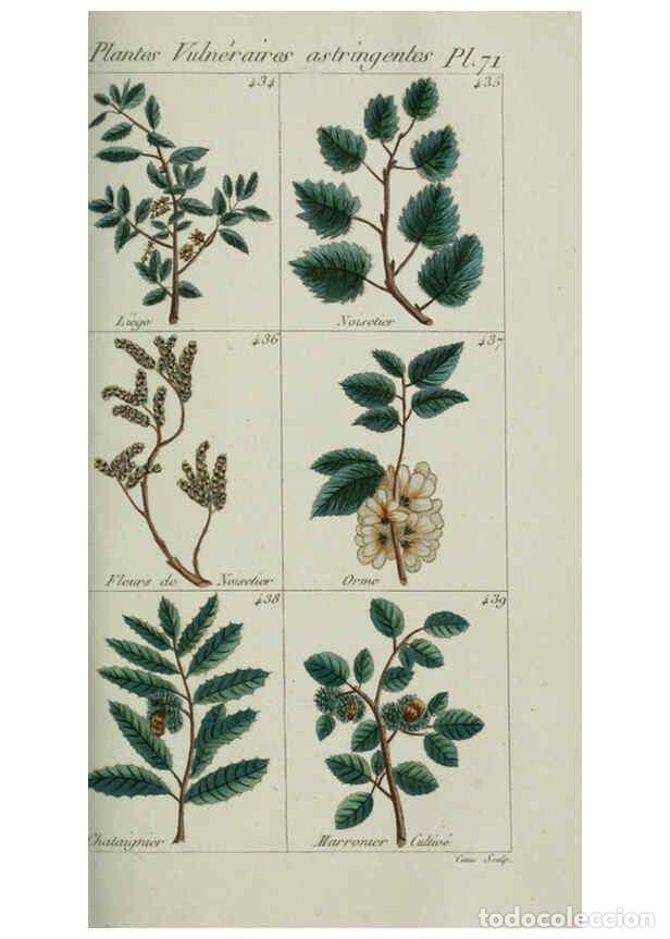 Sammeln von Zeitschriften und Zeitungen: Reproducci&oacute;n/Reproduction 6104006854: Plantes usuelles, indig&egrave;nes et exotiques Paris :Duprat-Duverge