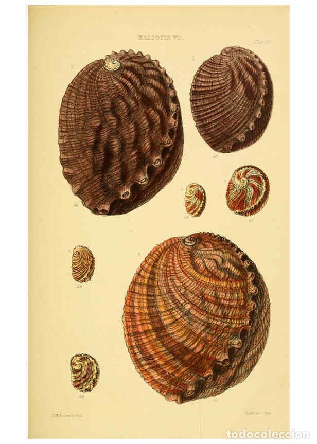 Sammeln von Zeitschriften und Zeitungen: Reproducci&oacute;n/Reproduction 6102844421: Thesaurus conchyliorum, or, Monographs of genera of shells v.5