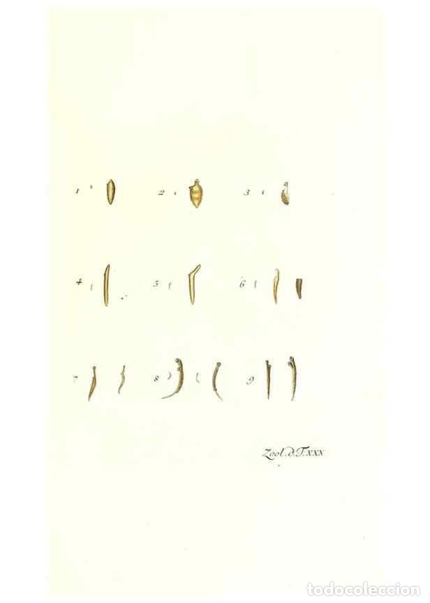 Colecionismo de Revistas e Jornais: Reproducci&oacute;n/Reproduction 7495500826: Zoologia danica, sev Animalivm Daniae et Norvegiae rariorvm ac