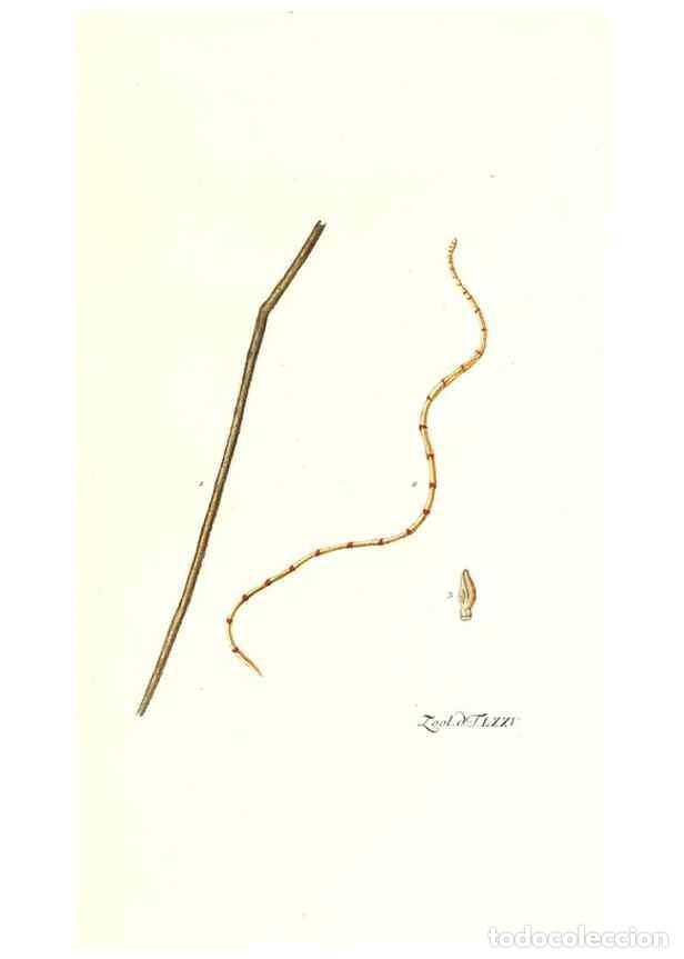 Colecionismo de Revistas e Jornais: Reproducci&oacute;n/Reproduction 7495562572: Zoologia danica, sev Animalivm Daniae et Norvegiae rariorvm ac