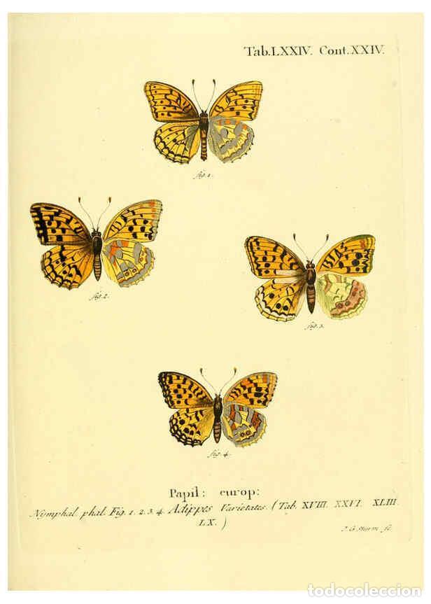 Colecionismo de Revistas e Jornais: Reproducci&oacute;n/Reproduction 6103317266: Die Schmetterlinge in Abbildungen nach der Natur. v.1 plates.