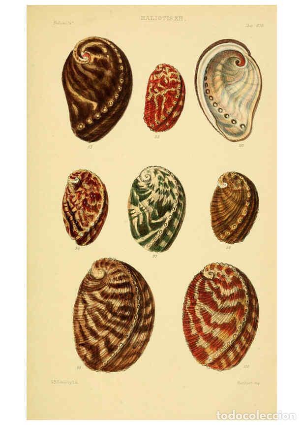 Colecionismo de Revistas e Jornais: Reproducci&oacute;n/Reproduction 6102845395: Thesaurus conchyliorum, or, Monographs of genera of shells v.5