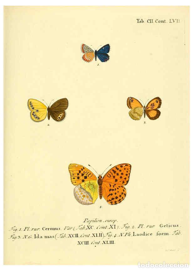Colecionismo de Revistas e Jornais: Reproducci&oacute;n/Reproduction 6103324778: Die Schmetterlinge in Abbildungen nach der Natur. v.1 plates.