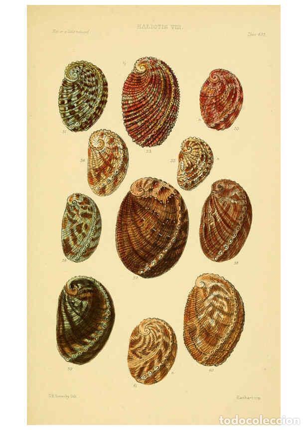 Colecionismo de Revistas e Jornais: Reproducci&oacute;n/Reproduction 6102844653: Thesaurus conchyliorum, or, Monographs of genera of shells v.5