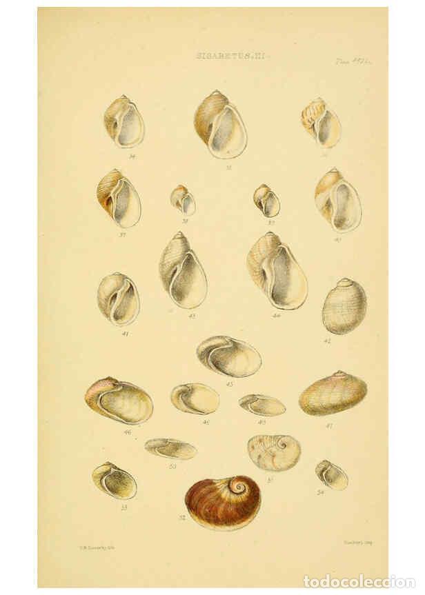 Colecionismo de Revistas e Jornais: Reproducci&oacute;n/Reproduction 6103392624: Thesaurus conchyliorum, or, Monographs of genera of shells v.5