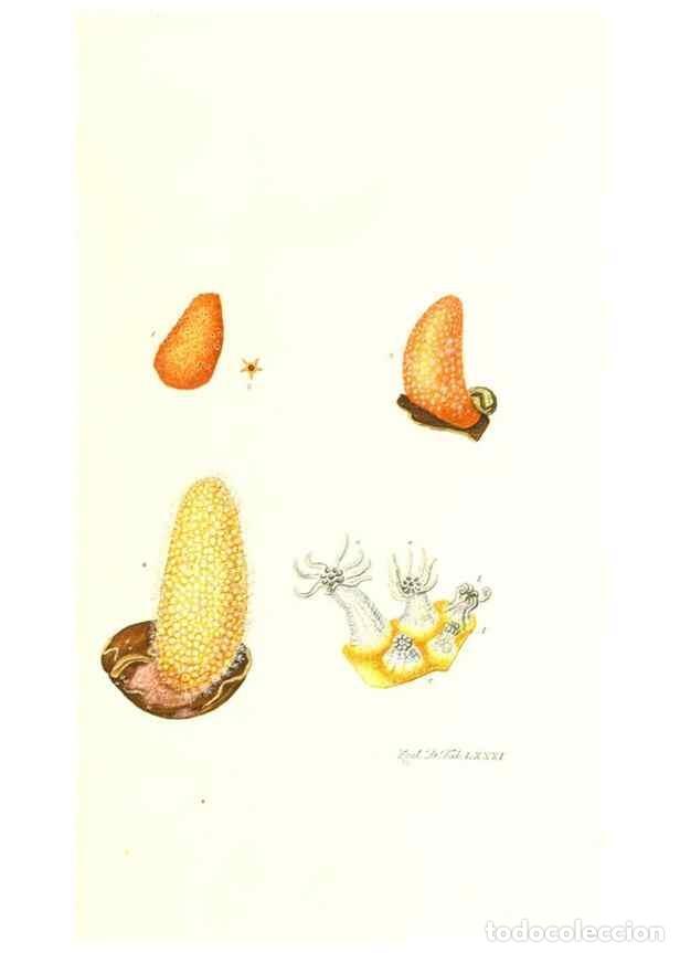 Colecionismo de Revistas e Jornais: Reproducci&oacute;n/Reproduction 7495571696: Zoologia danica, sev Animalivm Daniae et Norvegiae rariorvm ac