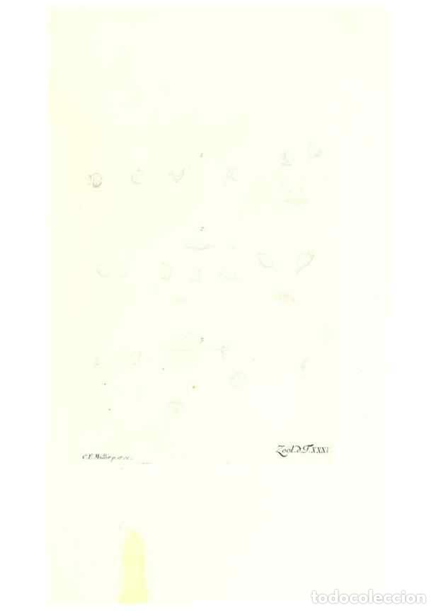 Colecionismo de Revistas e Jornais: Reproducci&oacute;n/Reproduction 7495508388: Zoologia danica, sev Animalivm Daniae et Norvegiae rariorvm ac