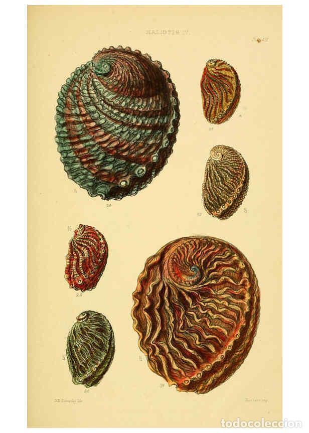 Colecionismo de Revistas e Jornais: Reproducci&oacute;n/Reproduction 6103389984: Thesaurus conchyliorum, or, Monographs of genera of shells v.5