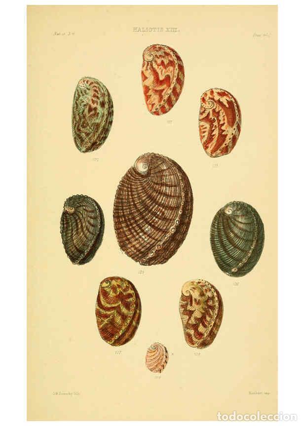 Colecionismo de Revistas e Jornais: Reproducci&oacute;n/Reproduction 6102845683: Thesaurus conchyliorum, or, Monographs of genera of shells v.5