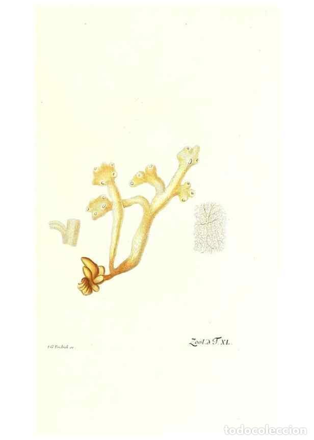 Colecionismo de Revistas e Jornais: Reproducci&oacute;n/Reproduction 7495515864: Zoologia danica, sev Animalivm Daniae et Norvegiae rariorvm ac