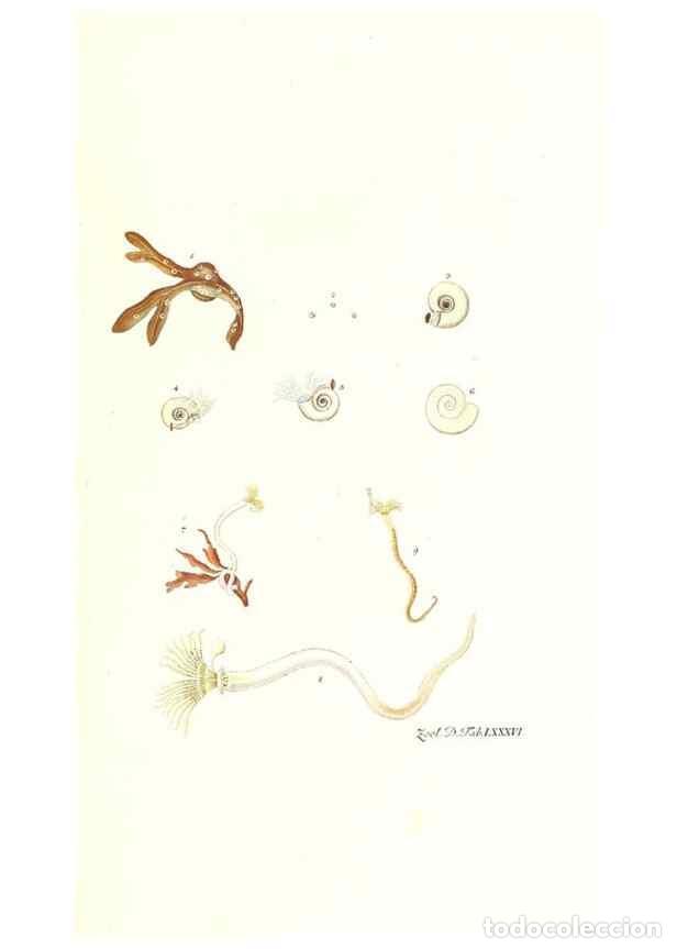 Colecionismo de Revistas e Jornais: Reproducci&oacute;n/Reproduction 7495578750: Zoologia danica, sev Animalivm Daniae et Norvegiae rariorvm ac