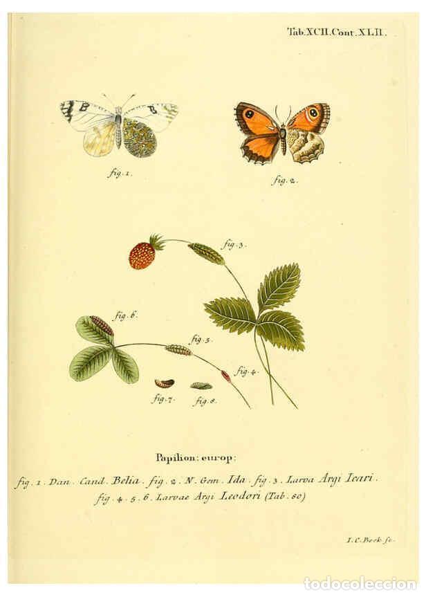 Colecionismo de Revistas e Jornais: Reproducci&oacute;n/Reproduction 6103322038: Die Schmetterlinge in Abbildungen nach der Natur. v.1 plates.