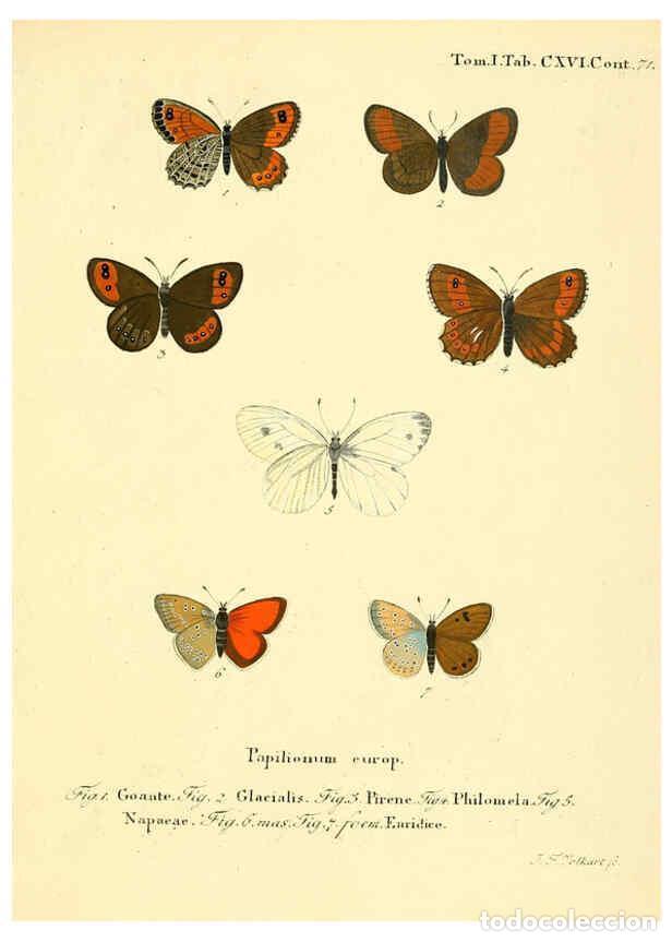 Colecionismo de Revistas e Jornais: Reproducci&oacute;n/Reproduction 6103329078: Die Schmetterlinge in Abbildungen nach der Natur. v.1 plates.